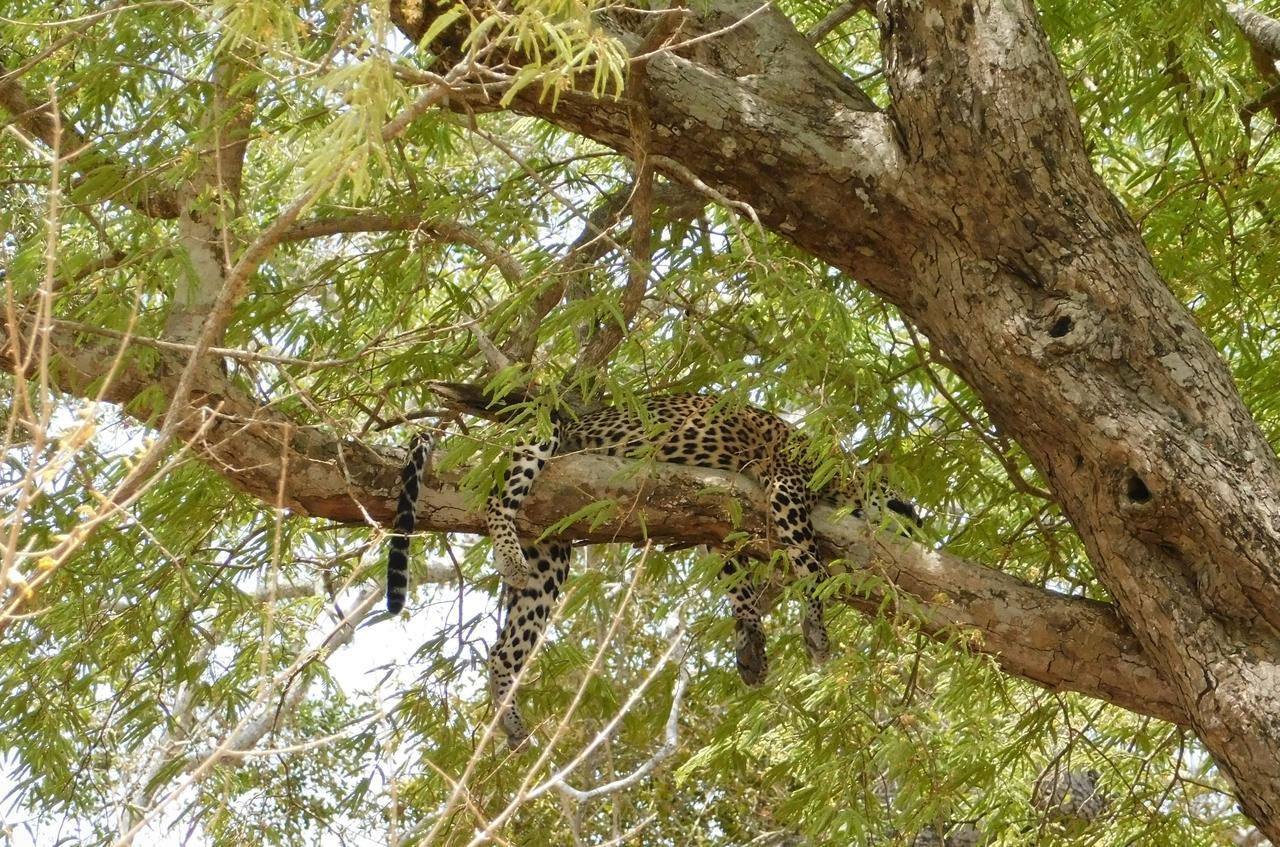 Galapita Eco Lodge Buttala Екстер'єр фото